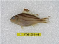 藏品(條紋鯻)的圖片